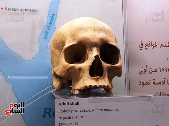 افتتاح معرض إعادة اكتشاف الموتى بالمتحف المصرى -  (14)