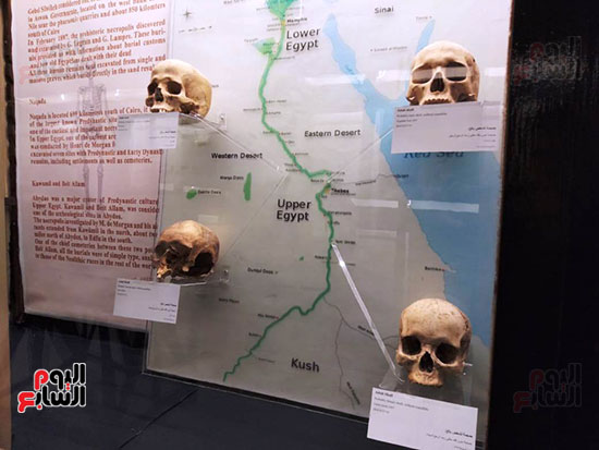 افتتاح معرض إعادة اكتشاف الموتى بالمتحف المصرى -  (23)