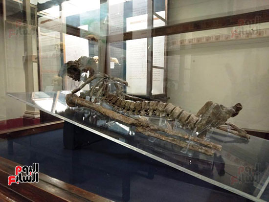 افتتاح معرض إعادة اكتشاف الموتى بالمتحف المصرى -  (12)