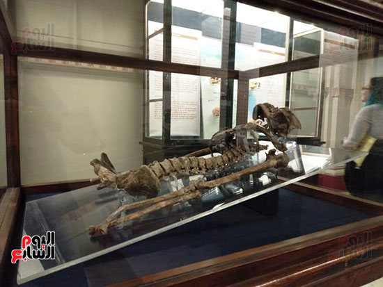 افتتاح معرض إعادة اكتشاف الموتى بالمتحف المصرى -  (11)