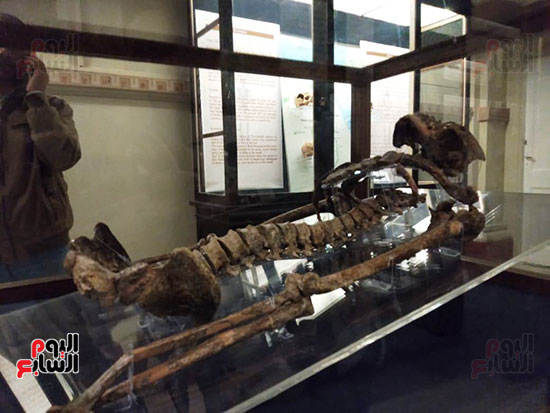افتتاح معرض إعادة اكتشاف الموتى بالمتحف المصرى -  (17)