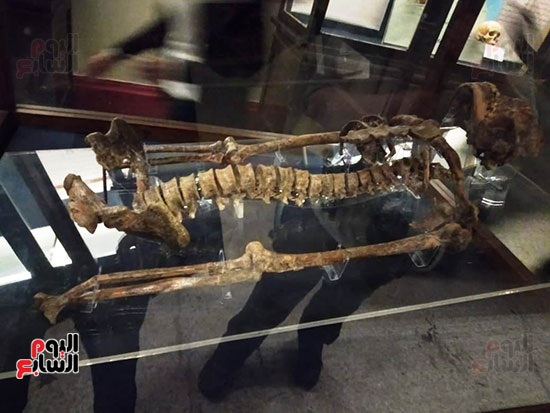 افتتاح معرض إعادة اكتشاف الموتى بالمتحف المصرى -  (21)