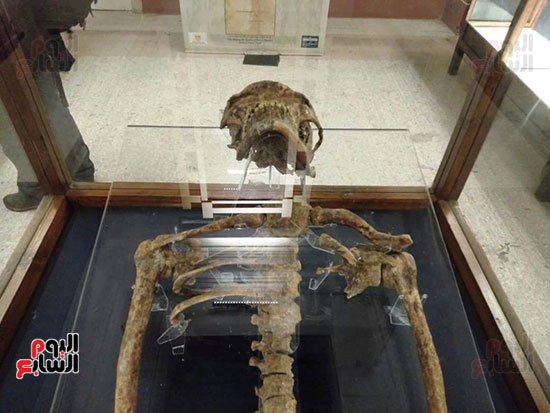 افتتاح معرض إعادة اكتشاف الموتى بالمتحف المصرى -  (22)