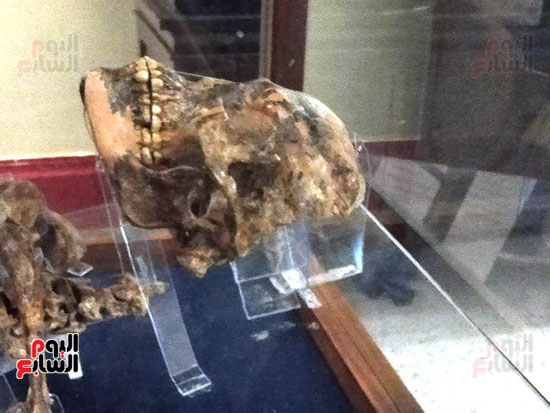 افتتاح معرض إعادة اكتشاف الموتى بالمتحف المصرى -  (2)