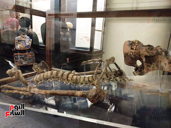 افتتاح معرض إعادة اكتشاف الموتى بالمتحف المصرى -  (6)