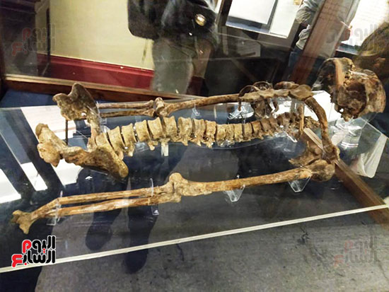 افتتاح معرض إعادة اكتشاف الموتى بالمتحف المصرى -  (8)