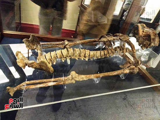 افتتاح معرض إعادة اكتشاف الموتى بالمتحف المصرى -  (13)