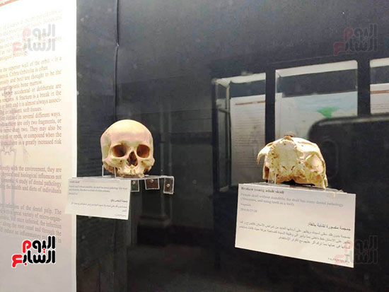 إعادة اكتشاف الموتى بالمتحف المصرى (9)