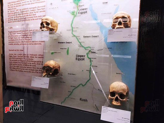 إعادة اكتشاف الموتى بالمتحف المصرى (23)