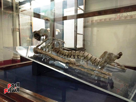 إعادة اكتشاف الموتى بالمتحف المصرى (12)