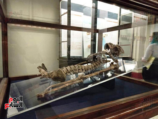إعادة اكتشاف الموتى بالمتحف المصرى (11)