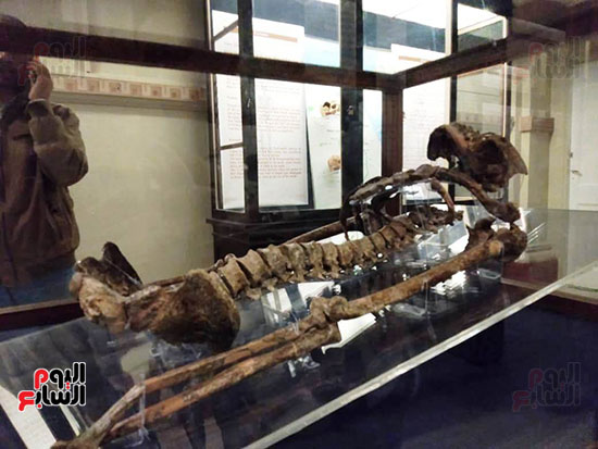 إعادة اكتشاف الموتى بالمتحف المصرى (17)