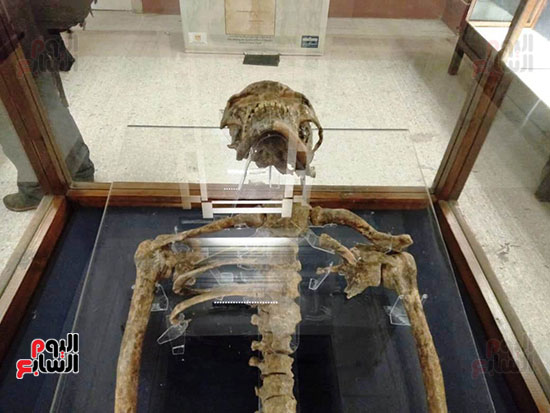 إعادة اكتشاف الموتى بالمتحف المصرى (22)