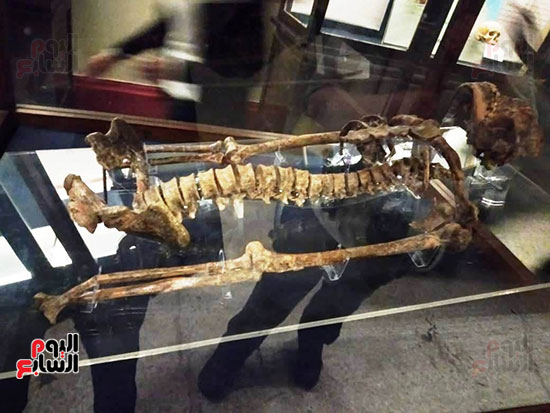 إعادة اكتشاف الموتى بالمتحف المصرى (21)