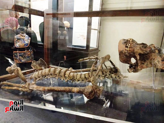 إعادة اكتشاف الموتى بالمتحف المصرى (7)