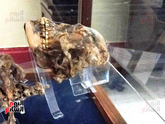 إعادة اكتشاف الموتى بالمتحف المصرى (2)