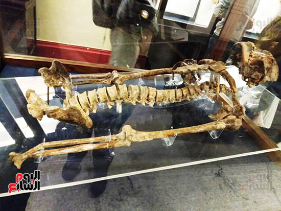 إعادة اكتشاف الموتى بالمتحف المصرى (8)