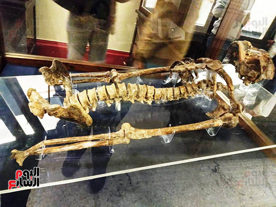إعادة اكتشاف الموتى بالمتحف المصرى (13)