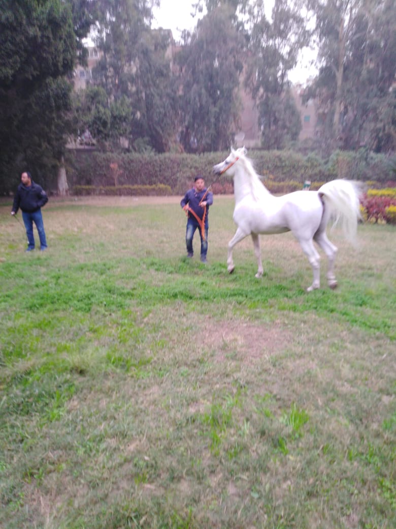 مزرعة الزهراء للخيول العربي (3)