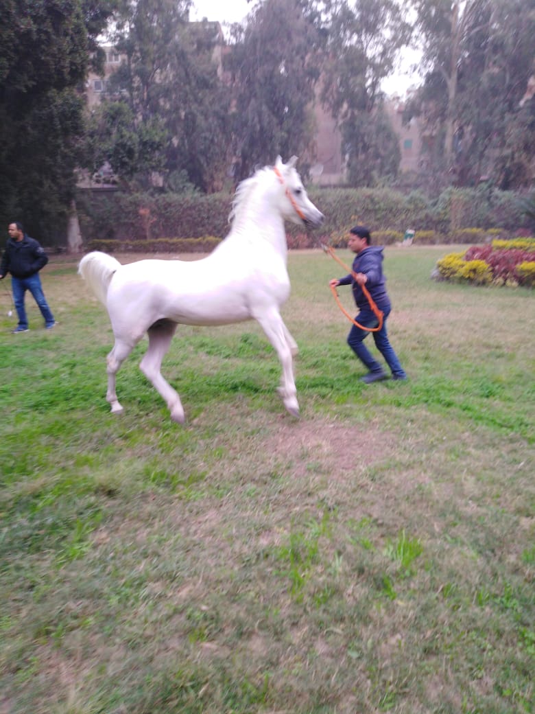 مزرعة الزهراء للخيول العربي (5)