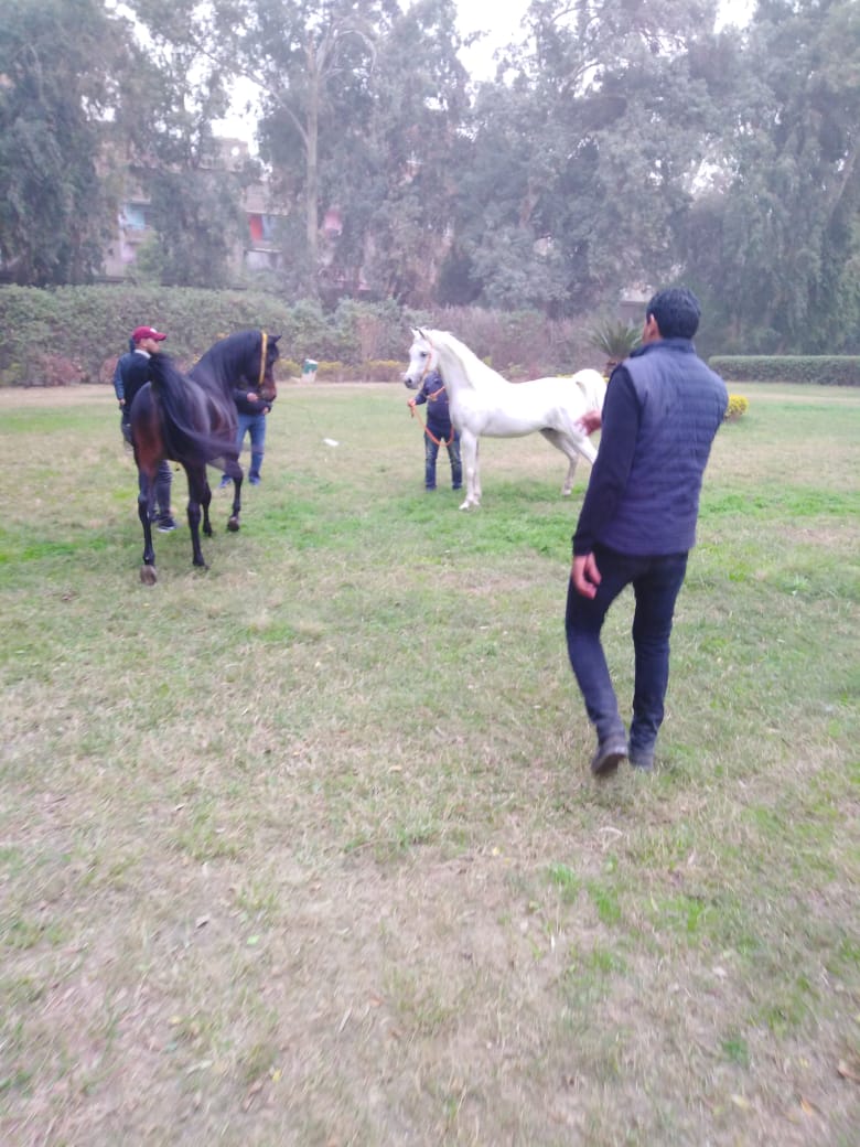 مزرعة الزهراء للخيول العربي (4)