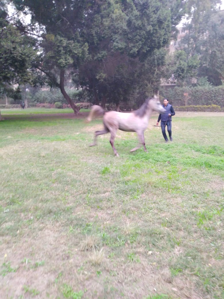 مزرعة الزهراء للخيول العربي (6)