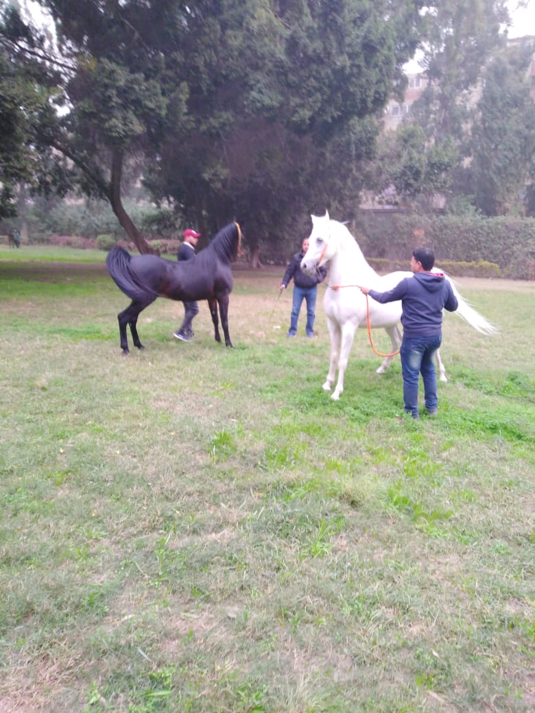 مزرعة الزهراء للخيول العربي (7)