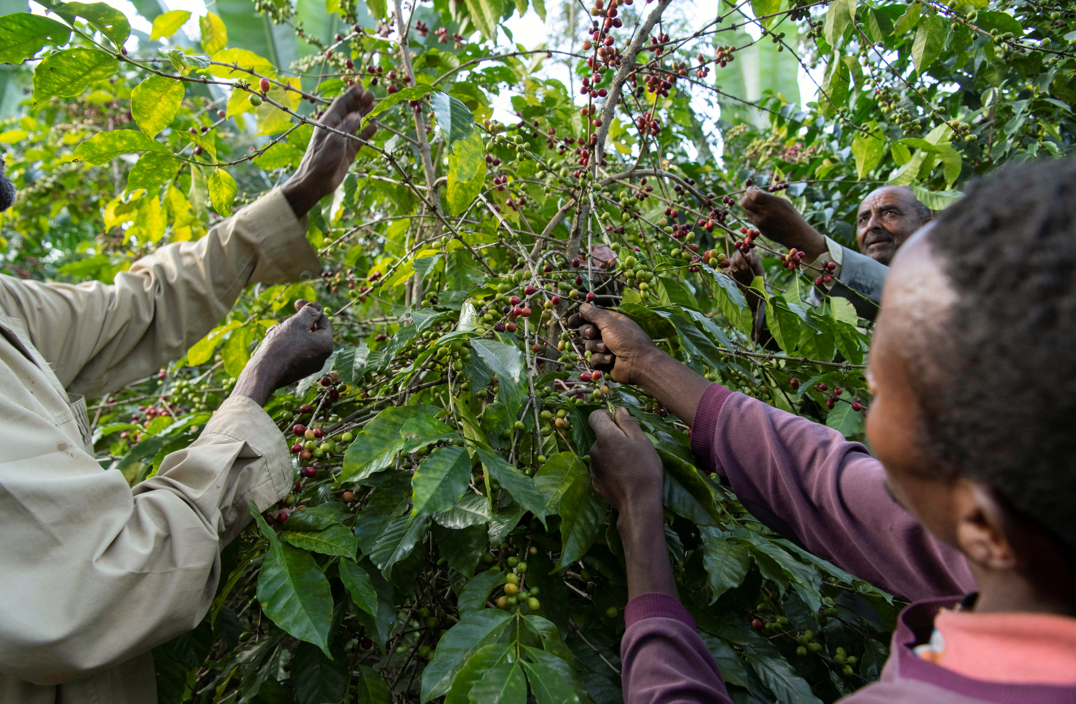فلاحو أثيوبيا يقومون بقطف حبوب القهوة من المزارع