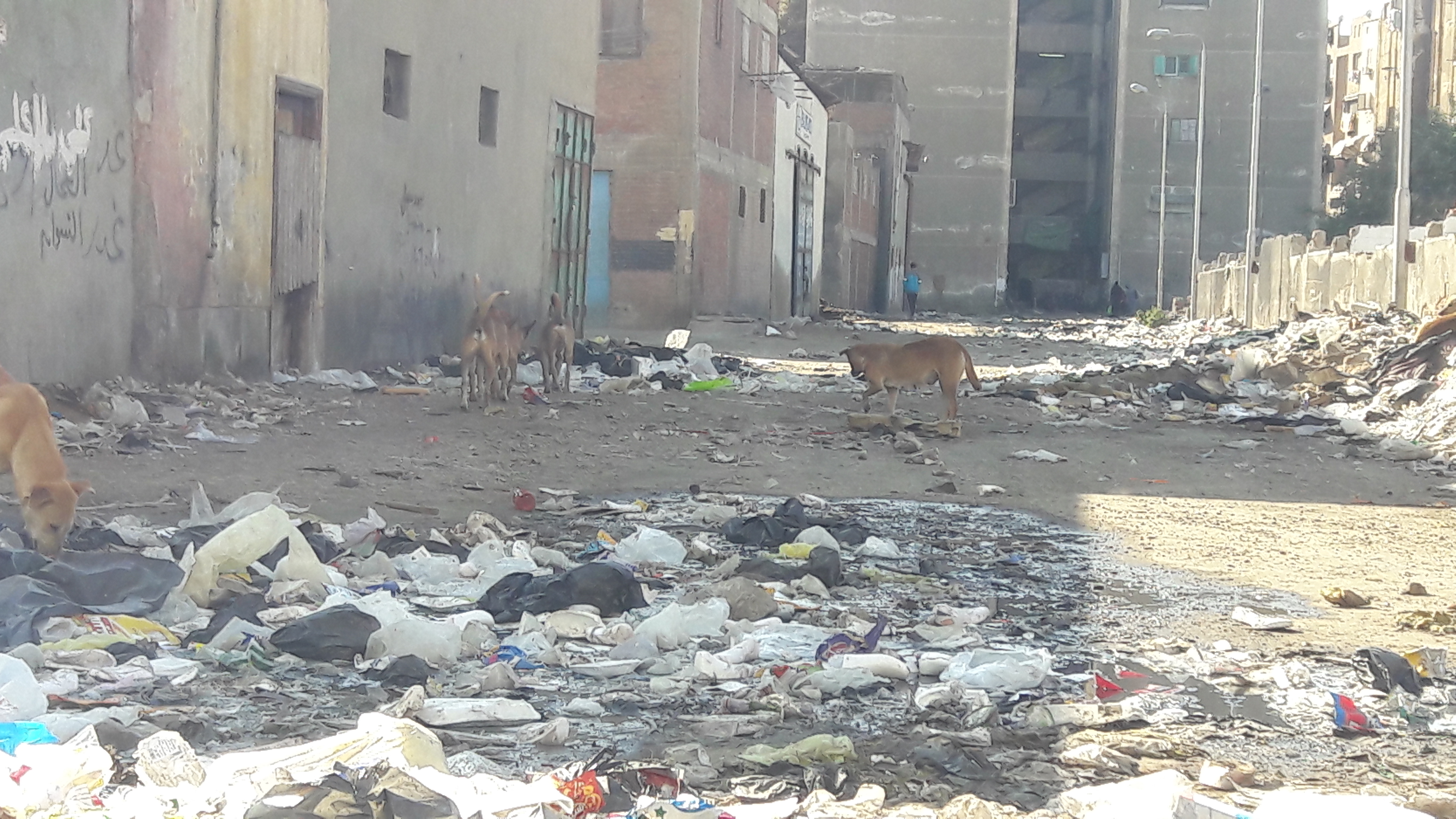 القمامة والكلاب الضالة تحاصر سكان الضواحى ببورسعيد (2) (1)