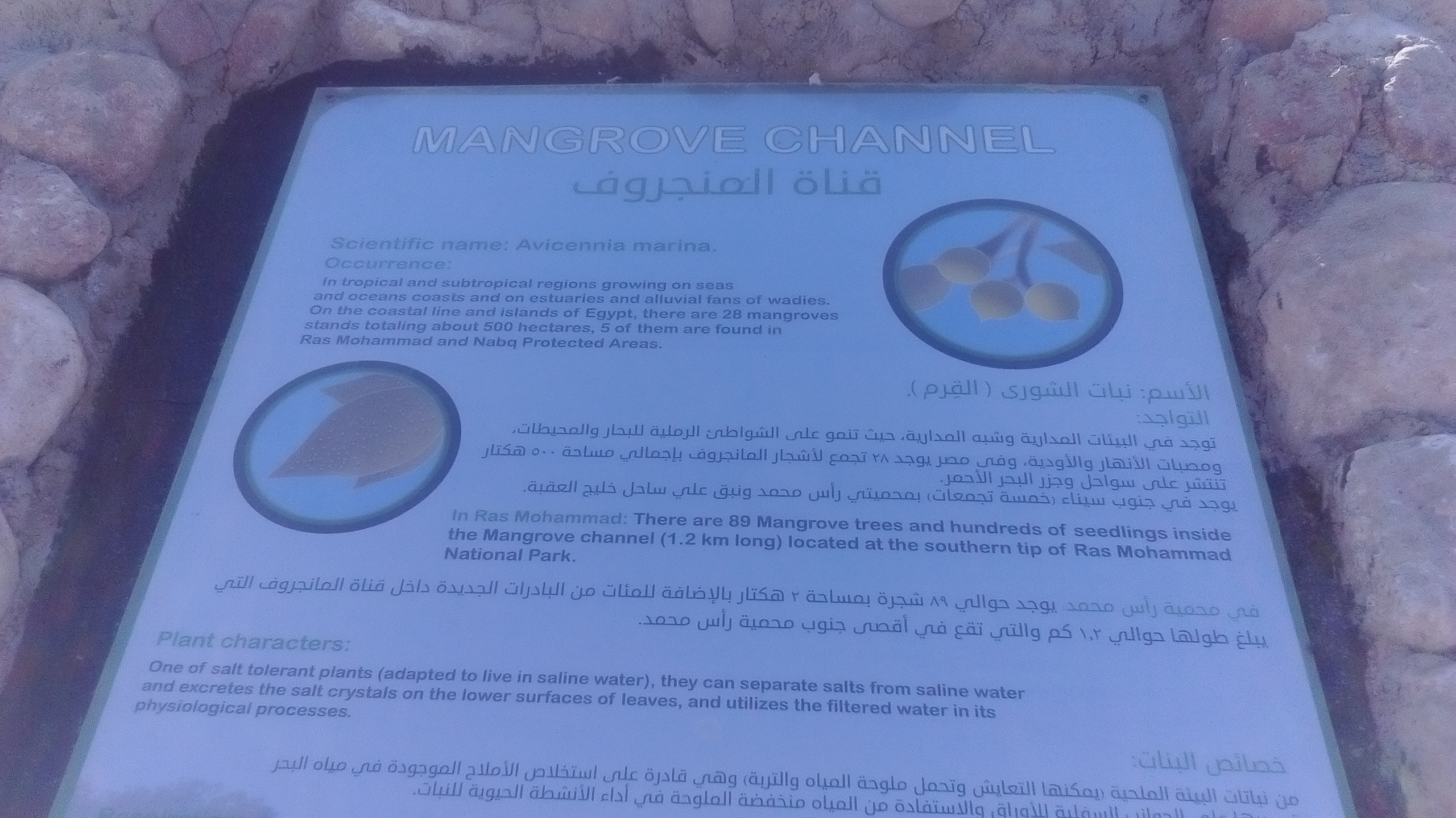 1485537-رأس-محمد-(23)