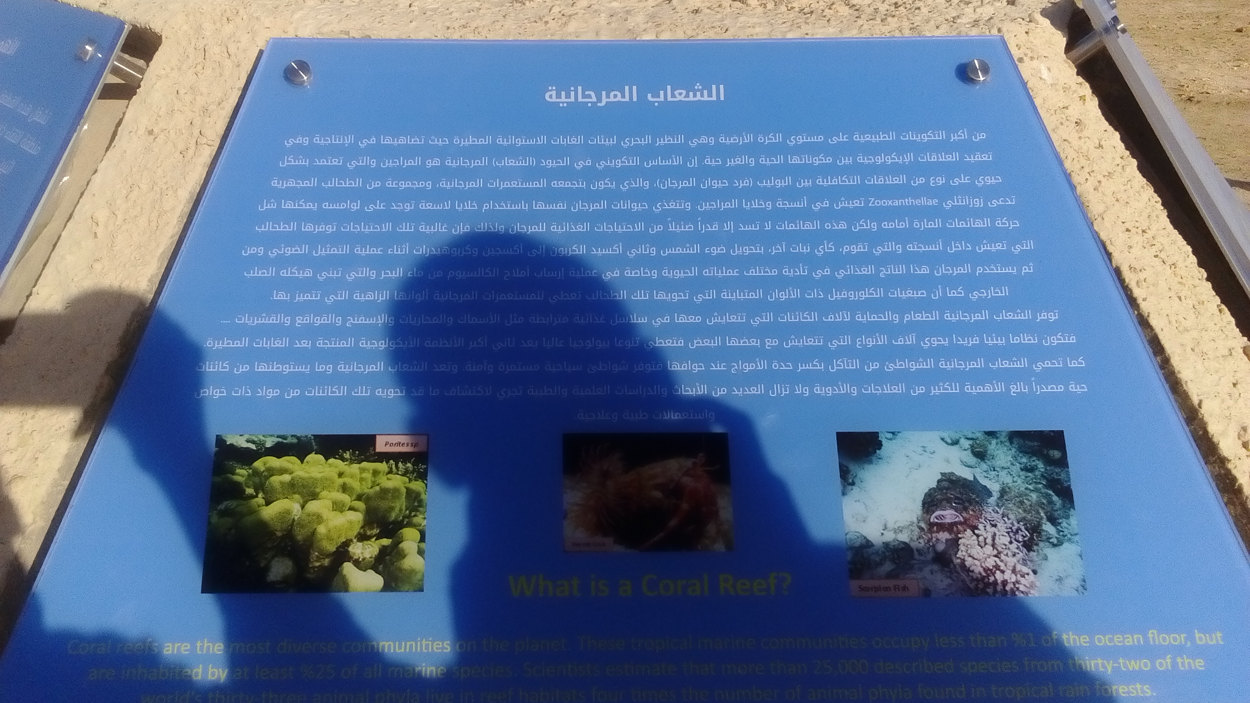 1523809-رأس-محمد-(7)