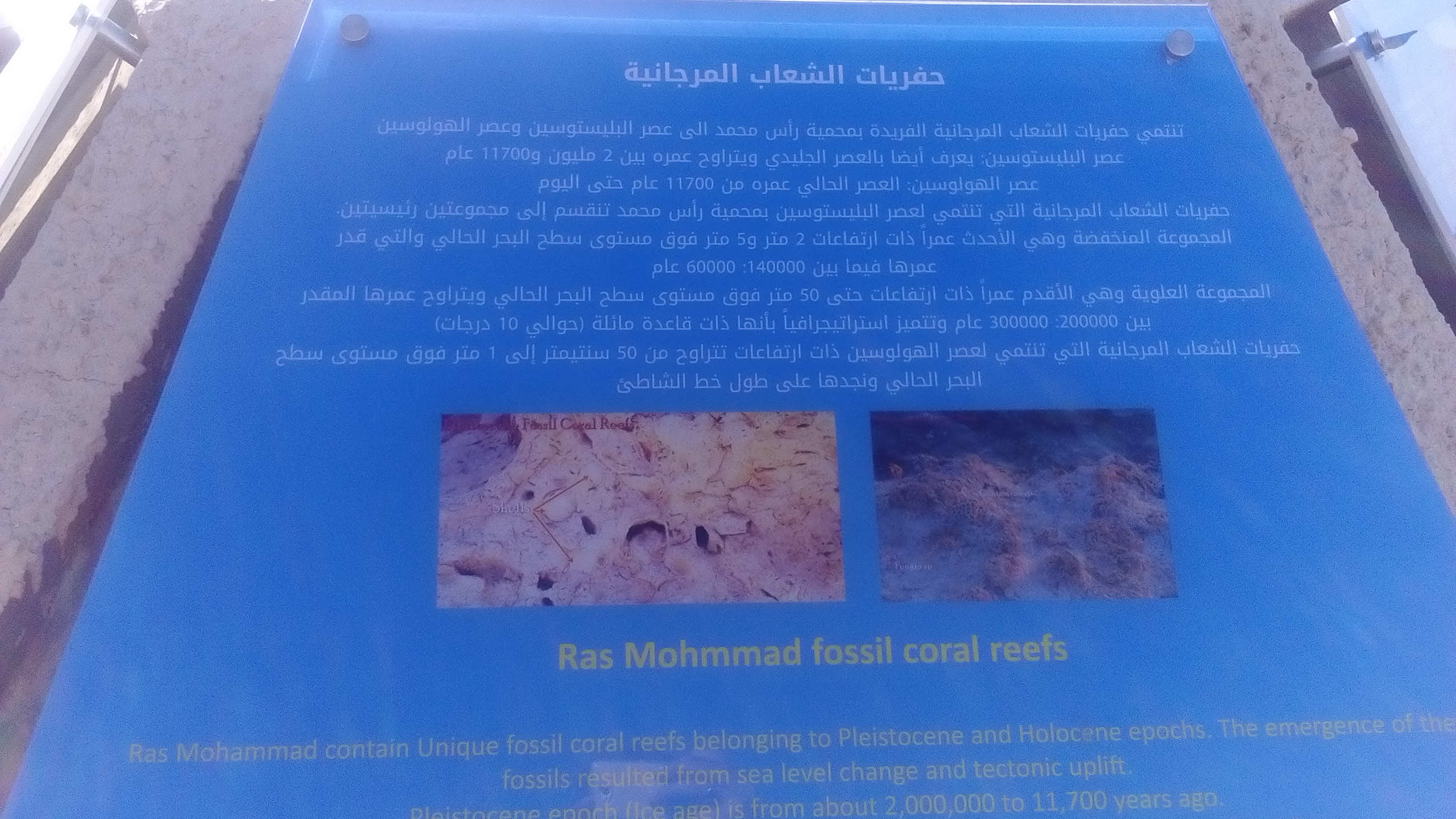 1687009-رأس-محمد-(4)