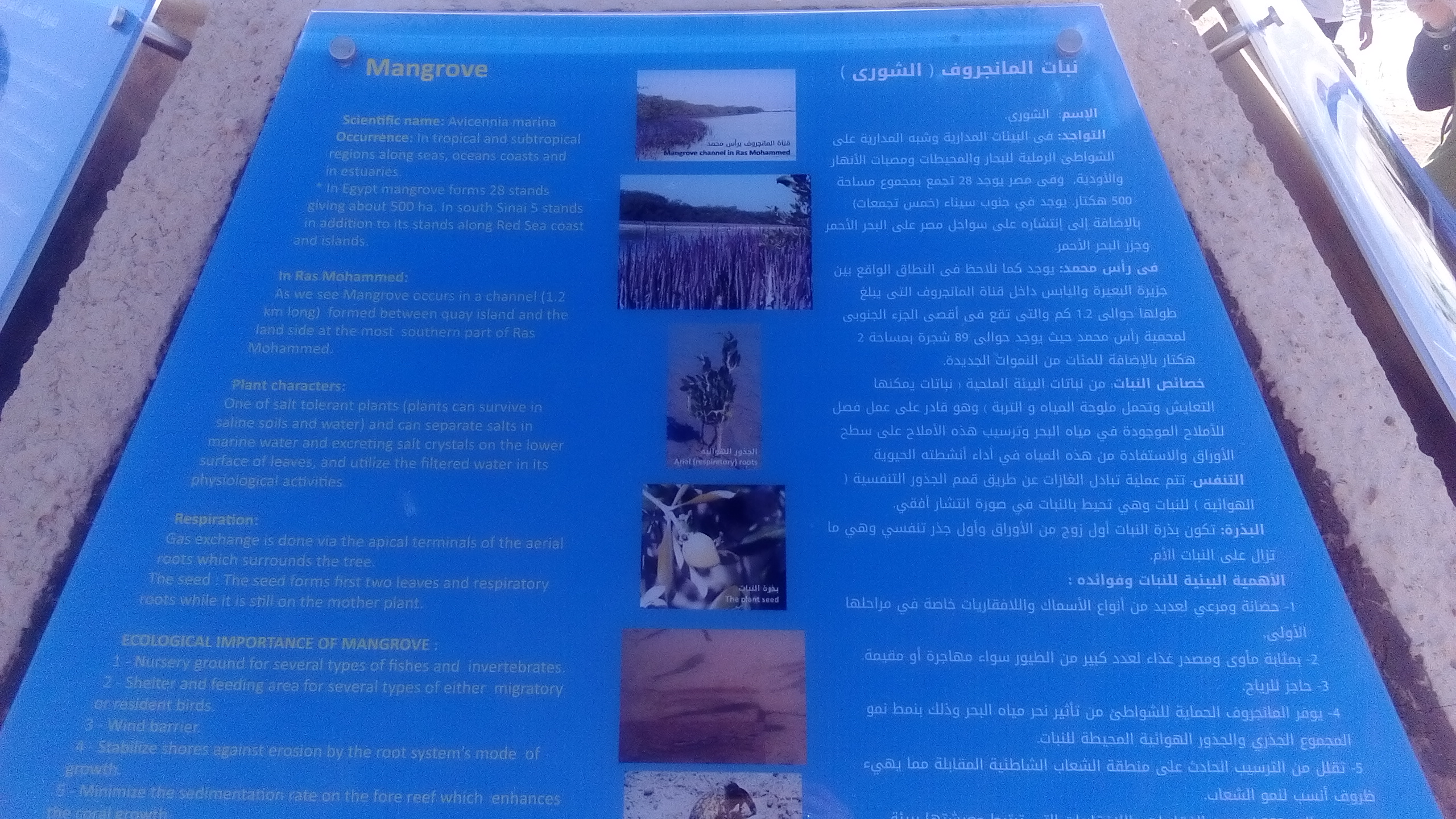 1744993-رأس-محمد-(5)