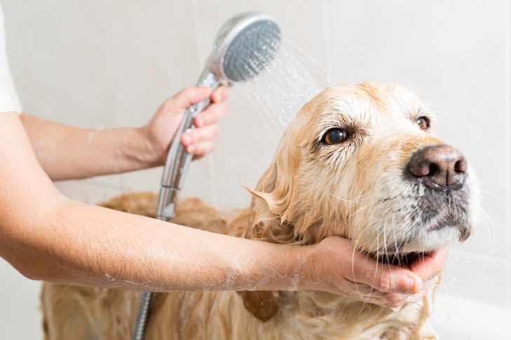 استحمام الكلب3
