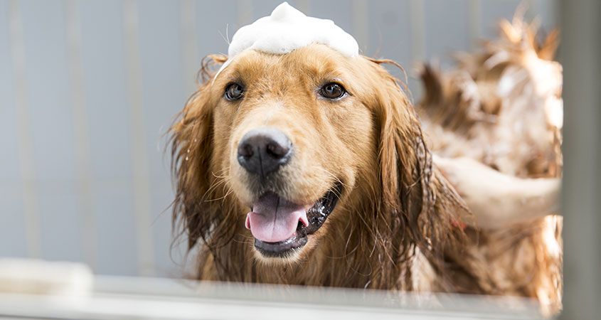 استحمام الكلب