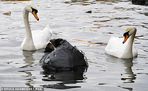 8999168-6634205-Floating_menace_Two_swans_warily_eye_a_bag_of_rubbish_on_the_Man-a-6_1548487456237