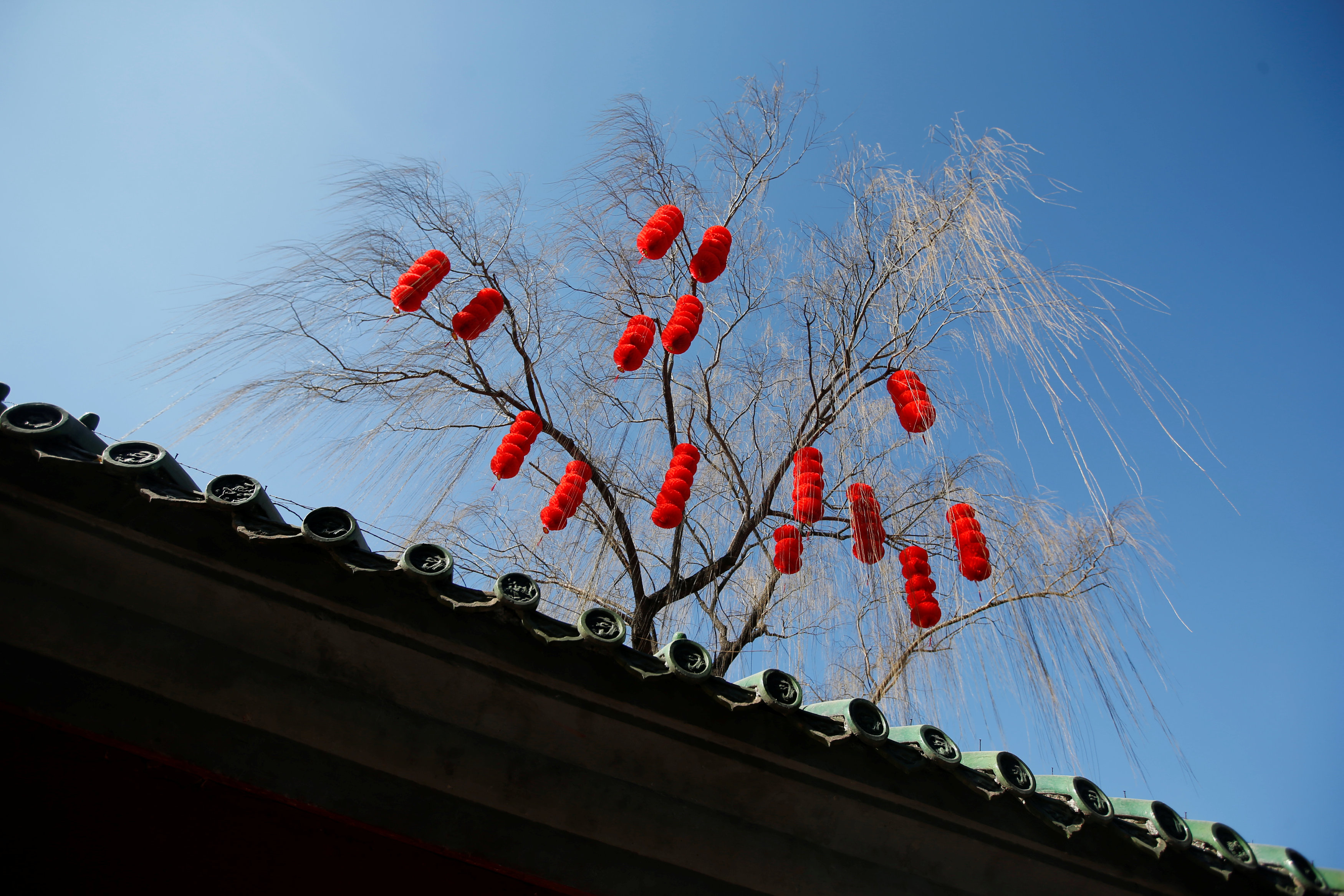 زينات معلقة بالأشجار احتفالا بالسنة الصينية الجديدة