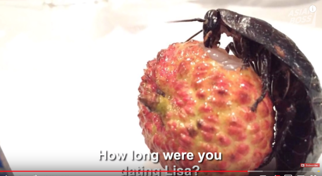 japanese-man-dated-a-cockroach-girlfriend-asian-boss-video-japan-weird-insects-news2