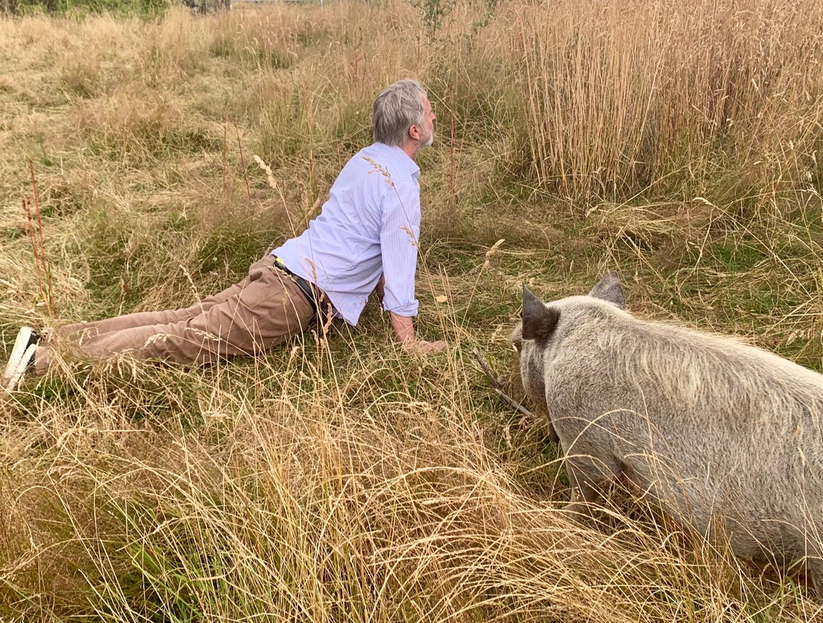 سام نيل يمارس اليوجا مع حيوانه الخنزير (2)
