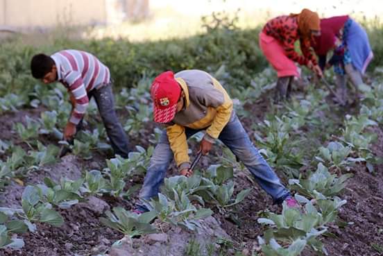 أطفال القرية يعملون بالزراعة