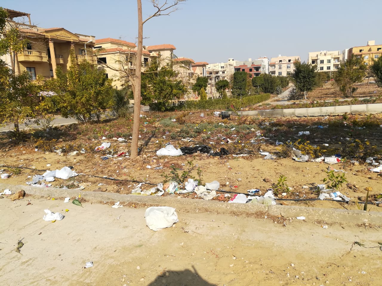 النرجس (2)
