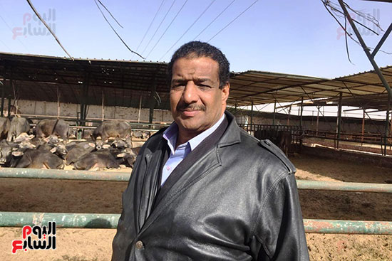 خالد الجداوى صاحب أكبر مزرعة عجول برعاية جهاز تنمية المشروعات (5)