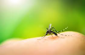 الملاريا تنقلها الباعوض