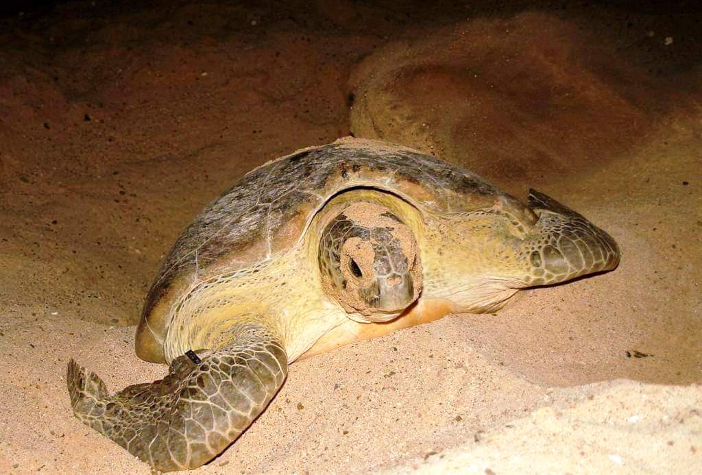 9- احدي السلاحف تردم بيضها بعد وضعه