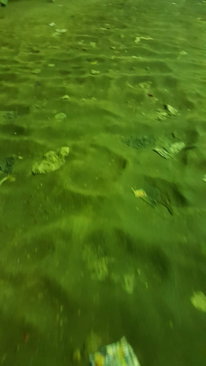 رصف شارع الحريه