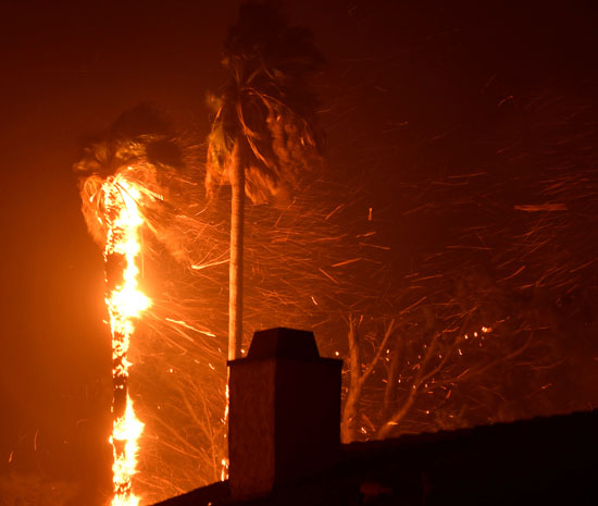 الحرائق تلتهم الأشجار فى كاليفورنيا