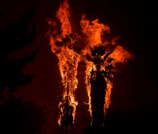أشجار محترقة