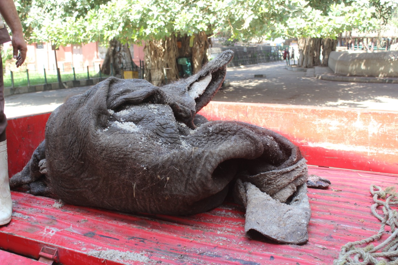 جلد الفيلة نعيمة  بحديقة حيوان الجيزة  (5)
