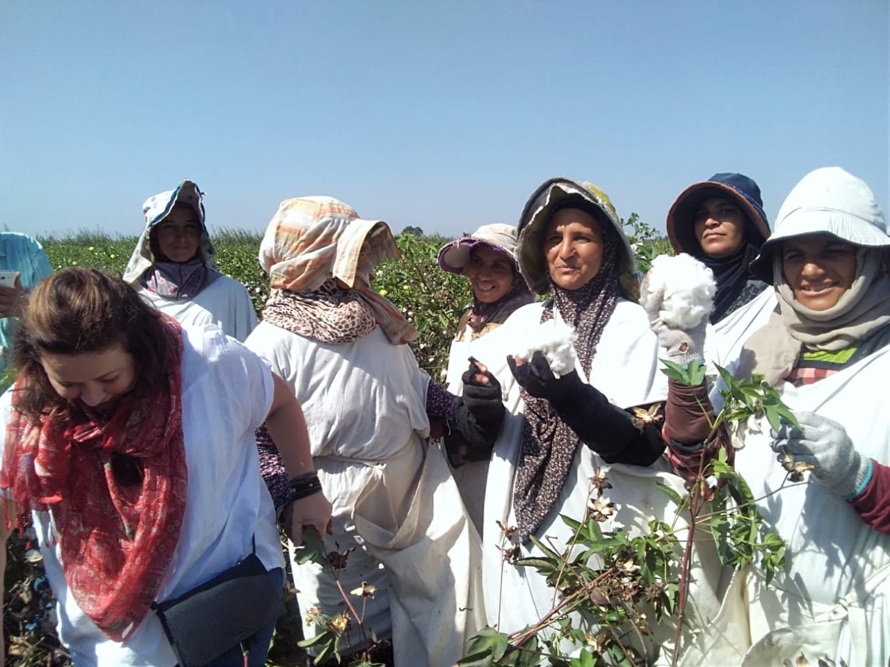 مزارعات كفر الشيخ يستقبلن وفد اليونيدو لإنتاج قطن أفضل (11)