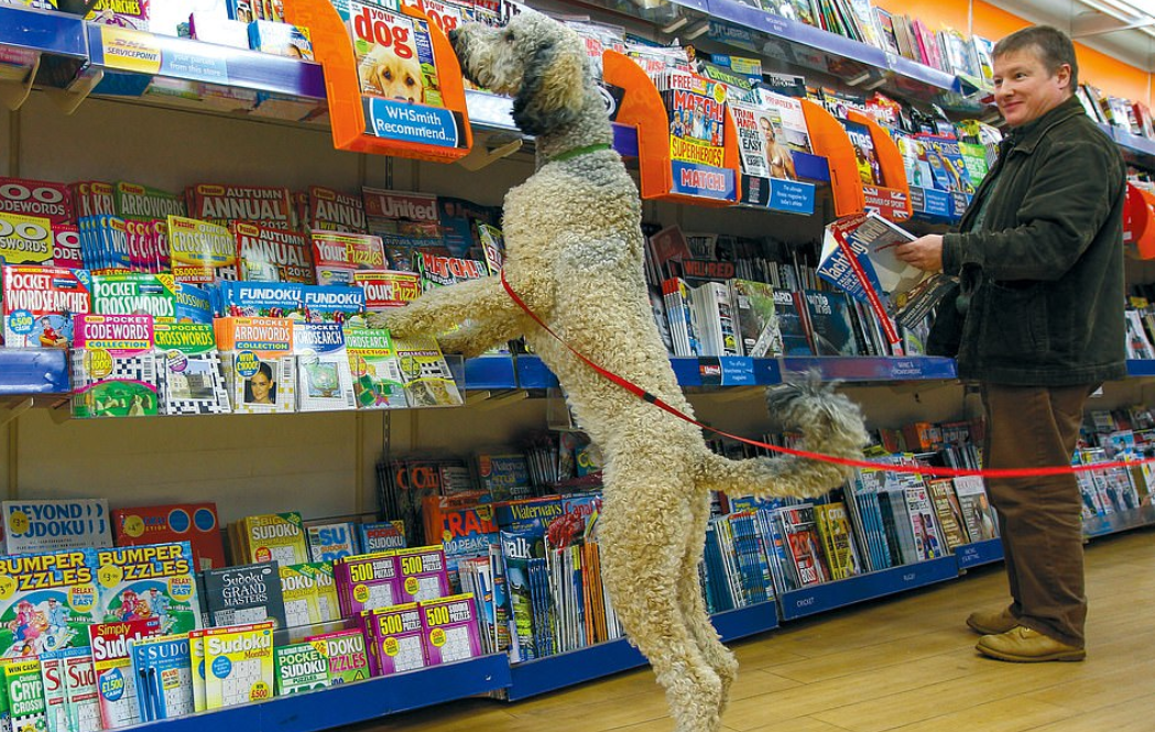 كلب فى مكان لبيع الكتب